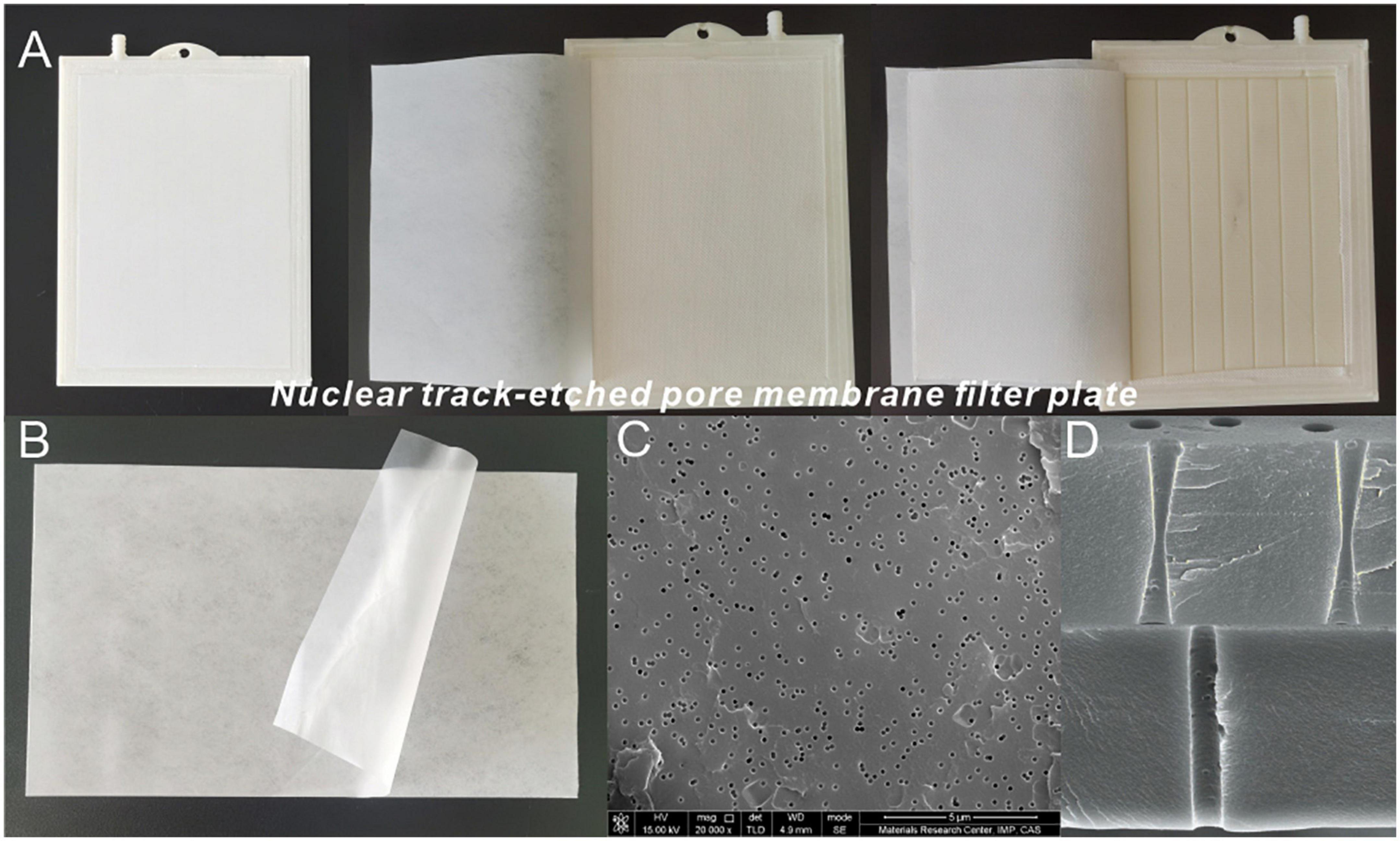 Construction of Clostridium tyrobutyricum strain and ionic membrane technology combination pattern for refinery final molasses recovery and butyric acid production